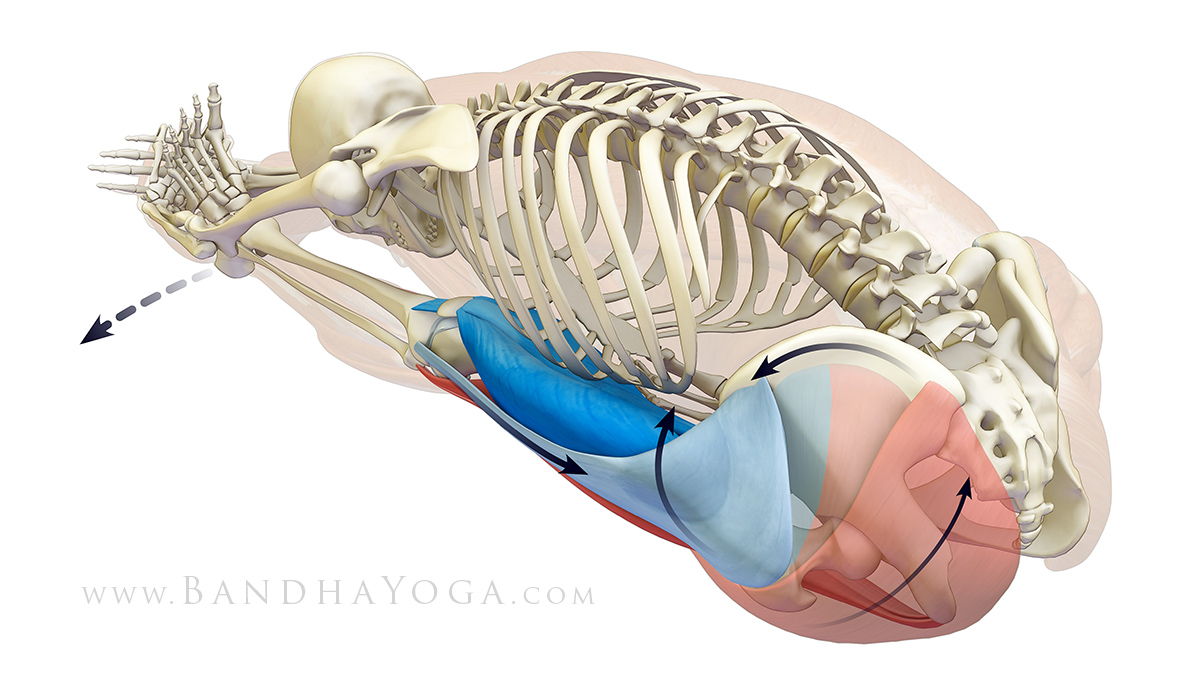 Forbidden Territory: Neck Rolls By Julie Gudmestad PT, Iyengar Certified ~  Yoga Club's Holistic Yoga Teacher Training, RYS, IAYT